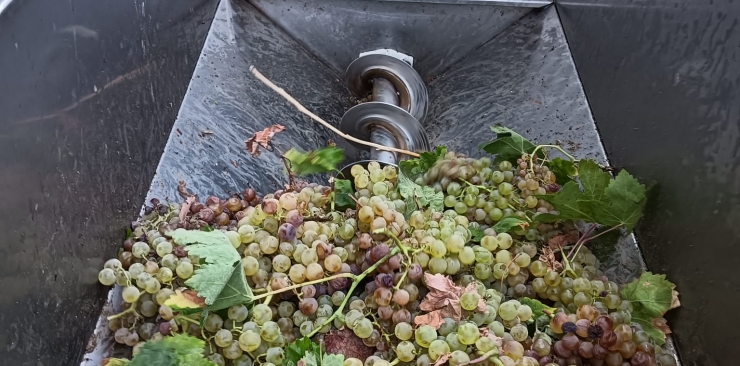 Comienza la vendimia 2024 en la Bodega Manuel Aragón